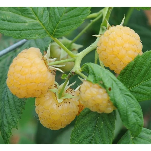 Rubus idaeus 'All Gold'