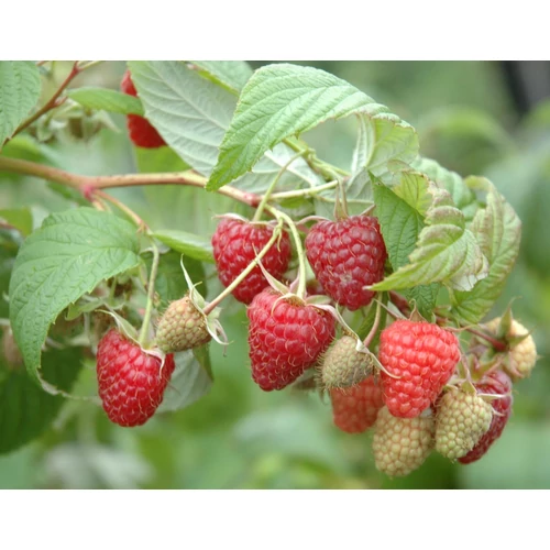 Rubus idaeus 'Aroma Queen'