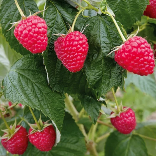 Rubus idaeus 'Dolniwa'