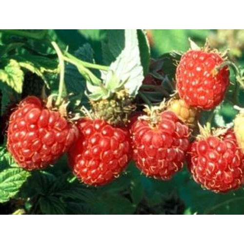 Rubus idaeus 'Fertődi zamatos'