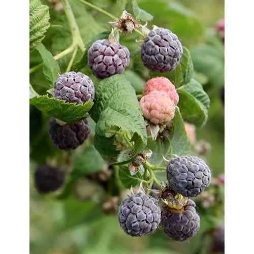 Rubus idaeus 'Glen Coe'