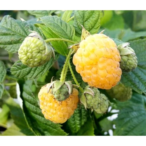 Rubus idaeus 'Golden Everest'