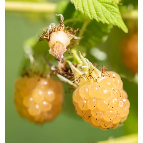 Rubus idaeus 'Golden Queen'