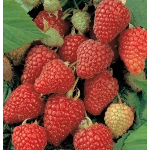 Rubus idaeus 'Heritage'