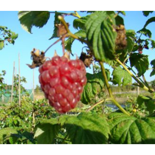 Rubus idaeus 'Malling Exploit'