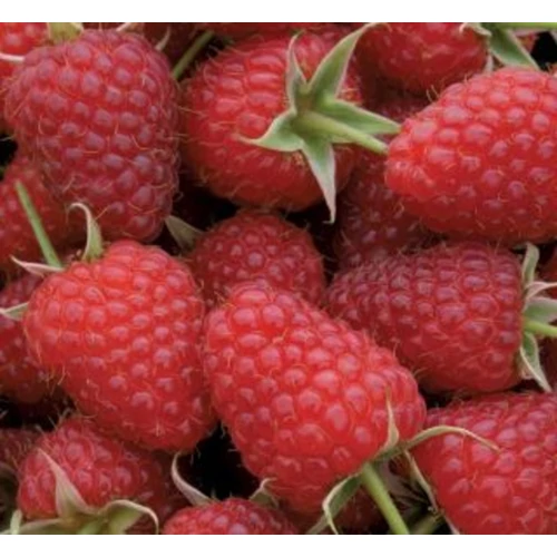 Rubus idaeus 'Polka'