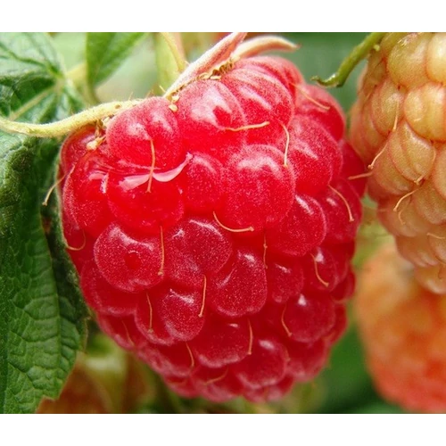 Rubus idaeus 'Tulameen'