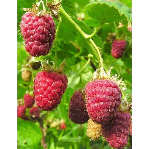 Málna (konténeres) - Rubus idaeus 'Zefa III.' ('Zefa Herbsternte') 40/50cm K2l