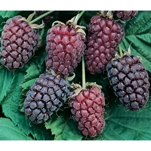 Rubus loganobaccus