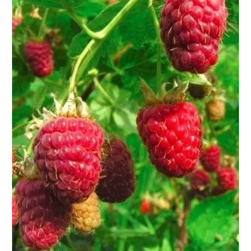 Rubus idaeus 'Malling Exploit'
