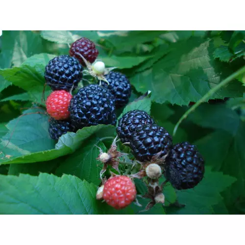 Rubus occidentalis 'Black Jewel'