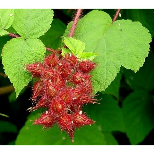 Szeder japán - Rubus phoenicolasius 10/20cm K9x9cm