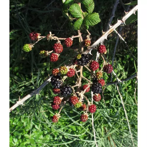Rubus rusticanus inermis (fruticosus) 'Triple Crown'