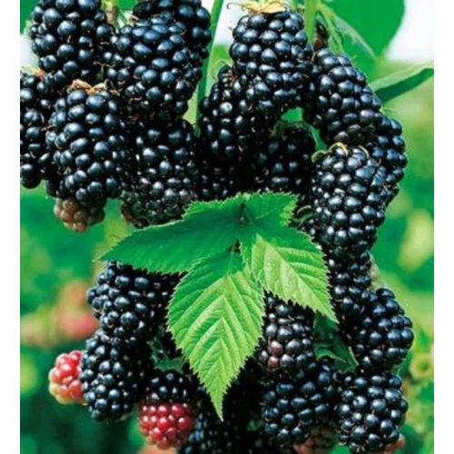 Rubus rusticanus inermis (fruticosus) 'Black Satin'