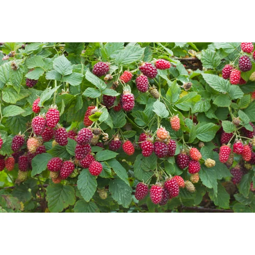 Rubus 'Tayberry Buckingham'