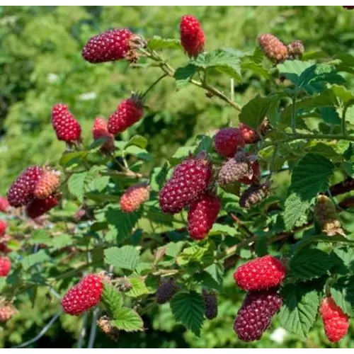 Rubus 'Tayberry Buckingham'