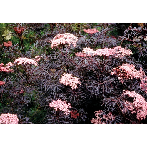 Sambucus nigra 'Black Lace'