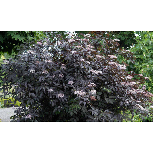 Sambucus nigra 'Black Beauty'