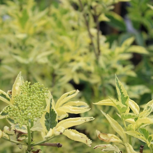 Sambucus nigra