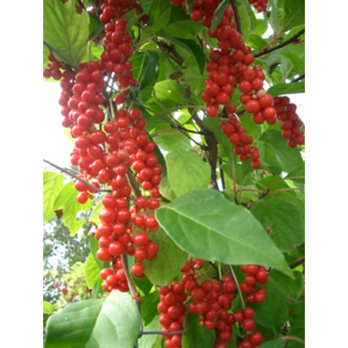 Schisandra chinensis