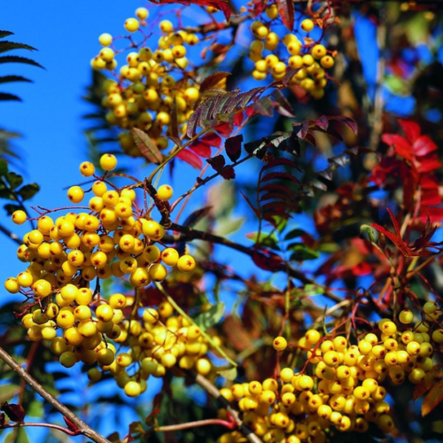 Sorbus arnoldiana 'Golden Wonder'