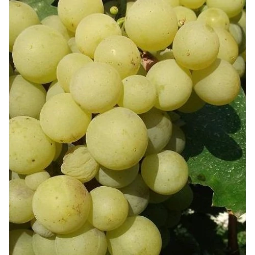 Vitis vinifera 'Narancsízű'