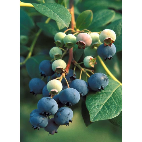 Vaccinium corymbosum