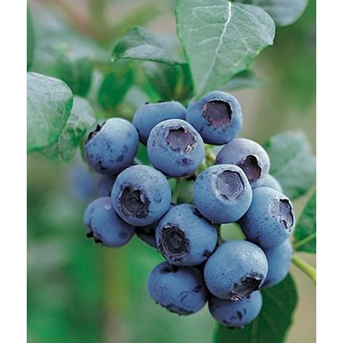 Vaccinium corymbosum 'Bluecrop'