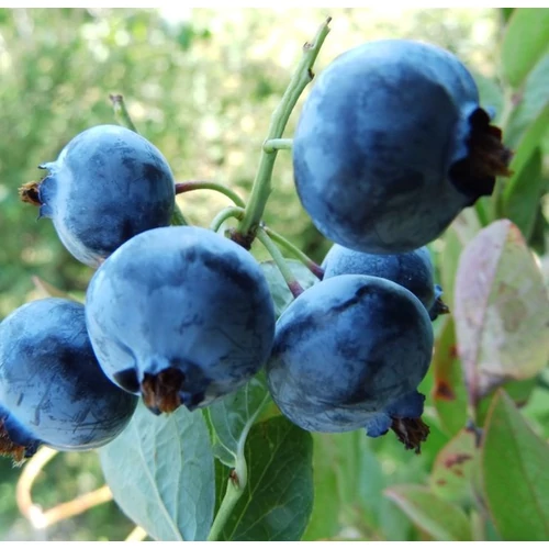 Vaccinium corymbosum 'Bluegold'