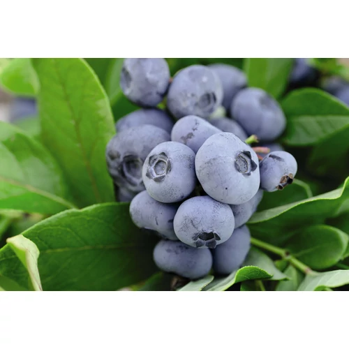 Áfonya kék fürtös (konténeres) - Vaccinium corymbosum 'Chandler' 40/50cm K2l