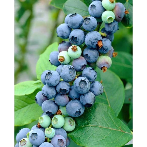 Áfonya kék fürtös (konténeres) - Vaccinium corymbosum 'Elliot' 40/50cm K2l