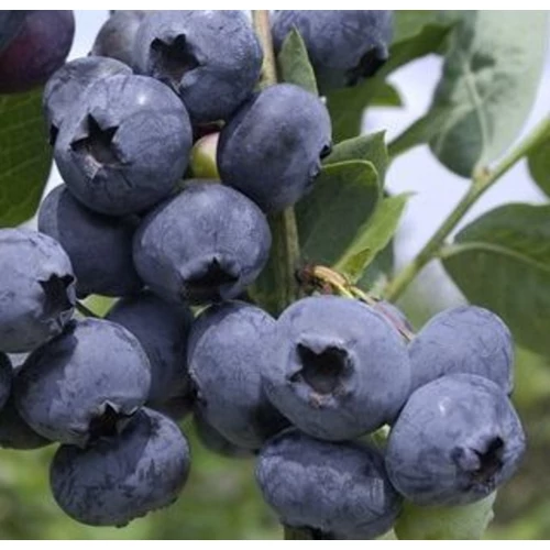 Vaccinium corymbosum 'Goldtraube 71'