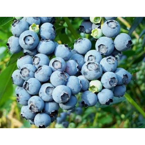 Vaccinium corymbosum 'Grover'