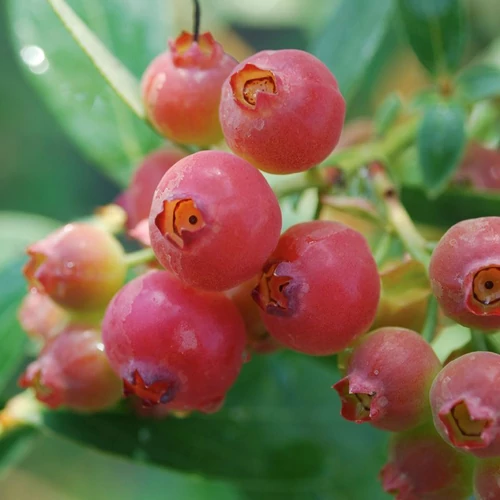 Vaccinium corymbosum 'Pink Lemonade'