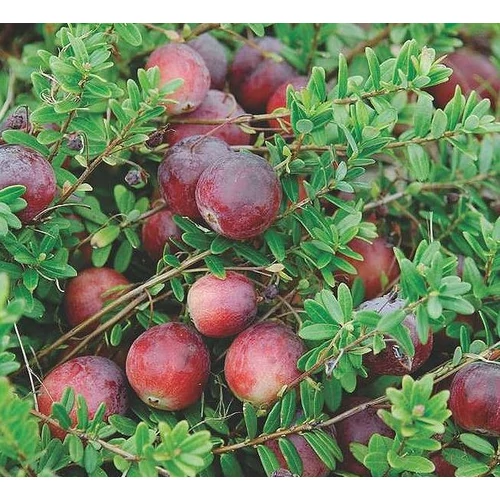 Áfonya Tőzegáfonya amerikai - Vaccinium macrocarpon - Cranberry 10/20cm K9x9cm