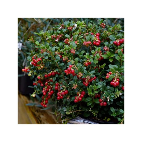 Vaccinium vitis idaea 'Miss Cherry'