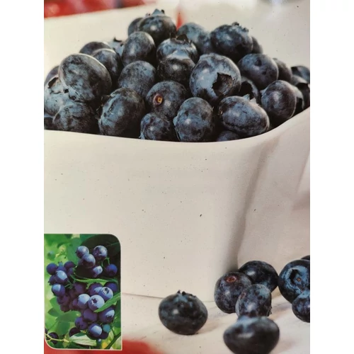 Áfonya balkon - Vaccinum Lowberry Little 20/30cm K2l