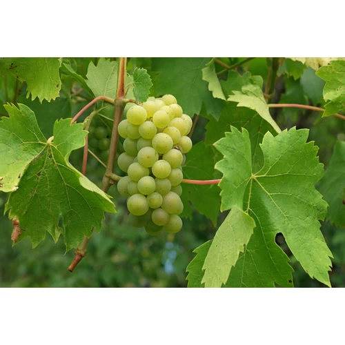 Vitis vinifera 'Belgrádi magvatlan'
