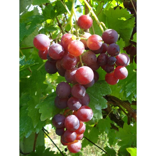 Vitis vinifera 'Cardinal'