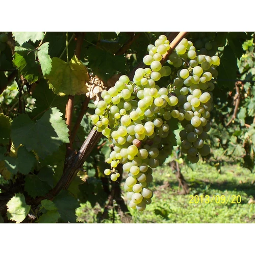 Vitis vinifera 'Chasselas fehér'