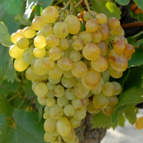 Vitis vinifera 'Csabagyöngye'
