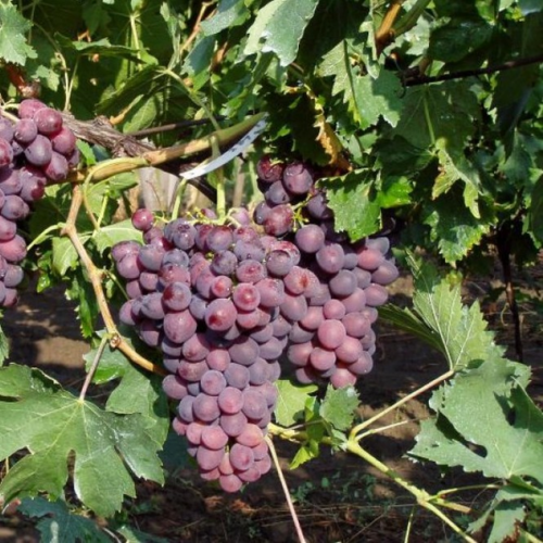 Vitis vinifera 'Dunav'