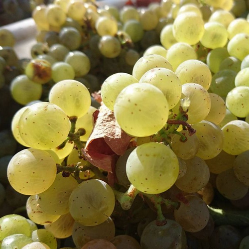 Vitis vinifera 'Éva'