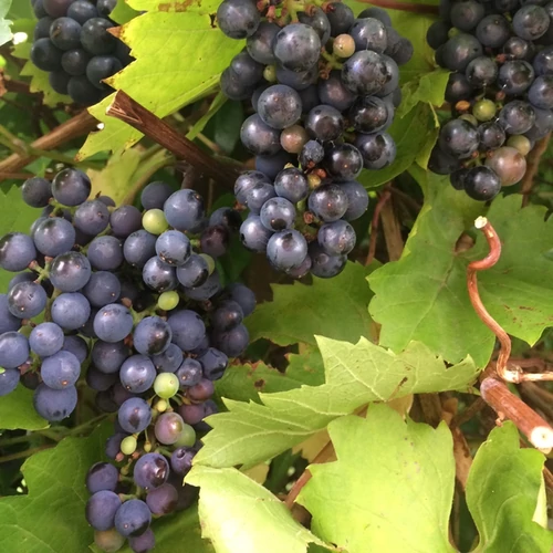 Vitis vinifera 'Hamburgi muskotály'