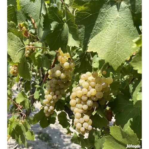 Vitis vinifera 'Irsai Olivér'