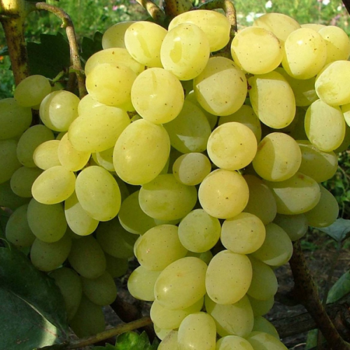 Vitis vinifera 'Italia'