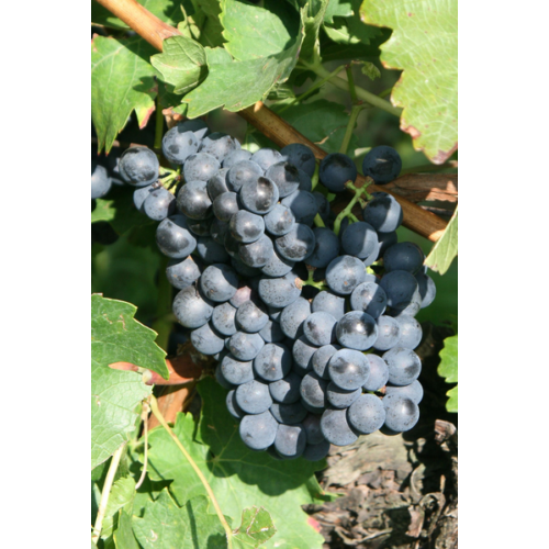 Vitis vinifera 'Kékfrankos'