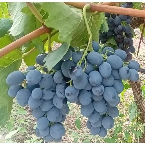 Szőlő csemege, kék (konténeres) - Vitis vinifera 'Moldova' 20/30 cm
