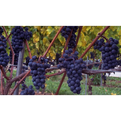 Vitis vinifera 'Othello'