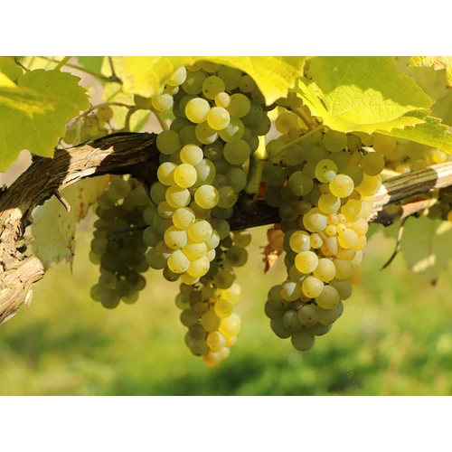 Vitis vinifera 'Palatina'